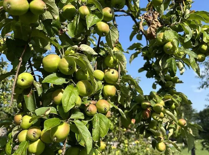 Tilia Authentic Home, Butikowe Nad Morzem Apartment